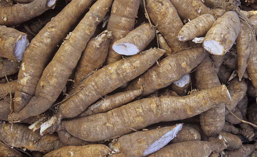 Cassava Processing