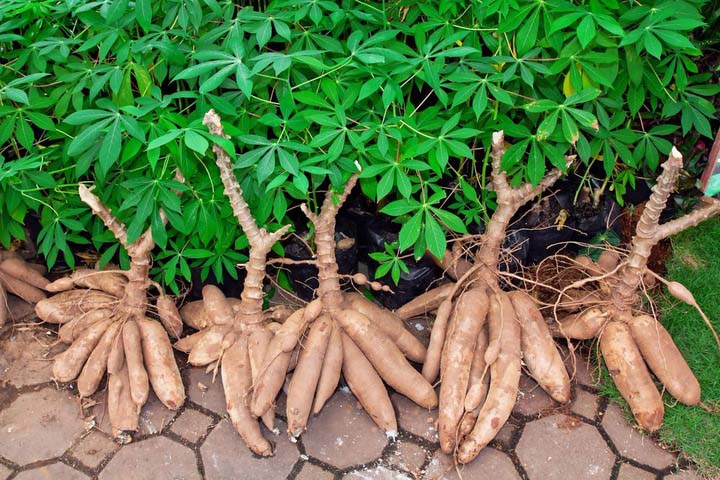 Raw Metariel--Cassava