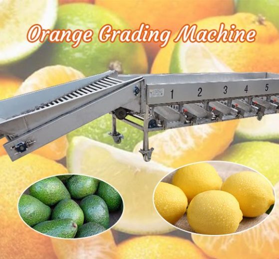 Orange Grading Machine