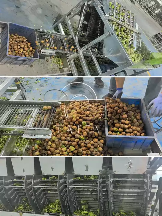 Green Walnut Husk Peeling Machine 5 Automatic Walnut Peeling Machine