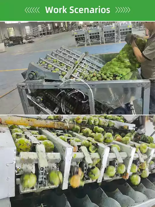 Green Walnut Husk Peeling Machine 4 Green Walnut Husk Peeling Machine Work Scenarios